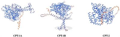 Molecular cloning and characterization of three carnitine palmitoyltransferase (cpt) isoforms from mud crab (Scylla paramamosain) and their roles in respond to fasting and ambient salinity stress